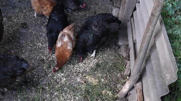 Flock of hens peck grains from the ground and row grass by paws. Free-range of chickens. Organic poultry farming. Authentic rural farm life video