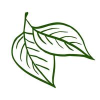 Green Leaves on Twig, Contour Drawing in Sketch Style vector