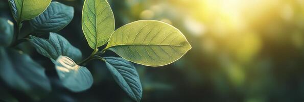 Abstract green leaf texture background with copy space, natural plants, and sunlight. Background for design cover or wallpaper. photo