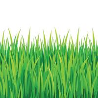 Lush Green Grass Seamless Texture Background vector