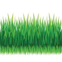 Natural Green Grass Seamless Design for Backdrops vector