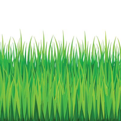 Rich Green Grass Texture for Continuous Backgrounds