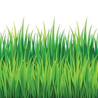 Endless Summer Green Grass Texture Background vector