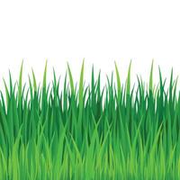 Verdant Green Grass Texture Background vector