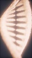 Understanding the structure of DNA through detailed visualization techniques video