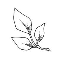 Black and white branch line illustration. A hand-drown sprig of a rose with fresh foliage for floral designs. Elegant ink sketch vector