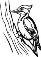 Woodpecker on Tree Trunk vector