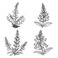 Foxglove flower outline coloring book page line art drawing illustration for children and adults vector