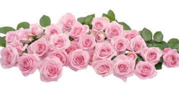 Delicate pink roses arranging elegant floral composition, showcasing soft petals against clean isolated transparent background for versatile design applications png