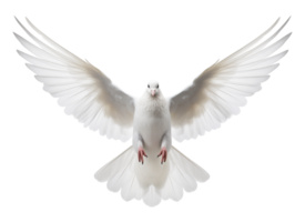 Dove Flying Front View Isolated on Transparent Background png