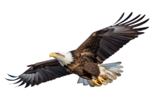 American Bald Eagle Flying Isolated on Transparent Background png