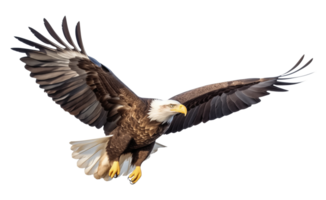American Bald Eagle Flying Side View Isolated on Transparent Background png