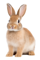 Bunny Rabbit Isolated on Transparent Background png