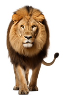 Lion Walking Front View Isolated on Transparent Background png