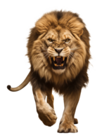 Angry Lion Walking Front View Isolated on Transparent Background png