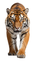 Tiger Walking Front View Isolated on Transparent Background png
