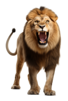 Angry Lion Front View Isolated on Transparent Background png