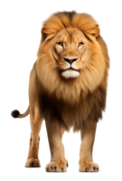 Lion Front View Isolated on Transparent Background png