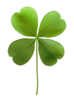 Four Leaf Clover Isolated on Transparent Background png
