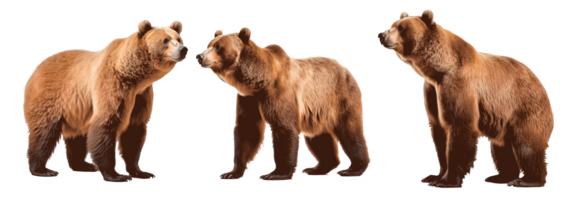 Three brown bears standing together on a transparent background png