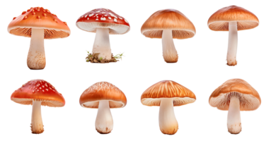 Various colorful mushrooms isolated on a transparent background for botanical use. png