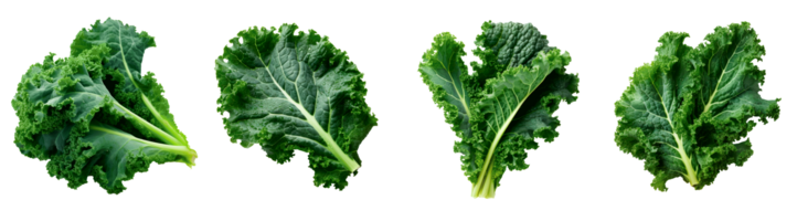 Fresh kale leaves isolated on transparent background for culinary use png