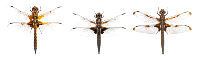 Three colorful dragonflies with transparent wings on a clear background png