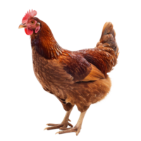 A detailed image of a brown chicken standing on a transparent background. png