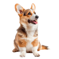 A happy and playful corgi sitting on a transparent background png