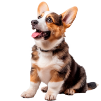 A cheerful corgi sitting with a friendly expression on a transparent background png