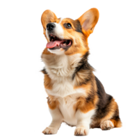 Happy corgi dog sitting and smiling with bright expression png