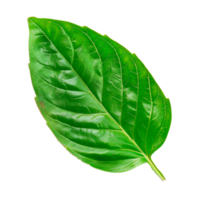 Fresh green leaf isolated on a transparent background for botanical use png