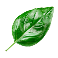 Single green leaf isolated on a transparent background for botanical use png