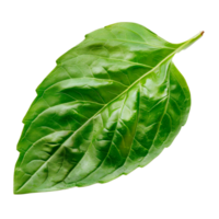 Fresh green basil leaf isolated on transparent background for culinary use png