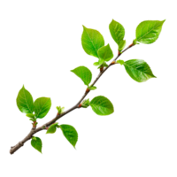 Fresh green branch with leaves isolated on a transparent background png