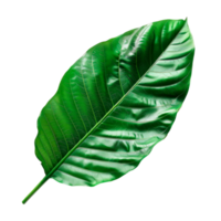 Isolated green leaf showcasing rich texture and vibrant natural colors png