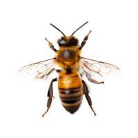 Realistic image of a honeybee isolated on a transparent background png