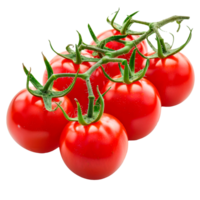 Fresh red tomatoes on a vine isolated on a transparent background png
