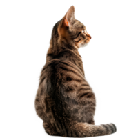 Profile view of a sitting tabby cat on a transparent background png