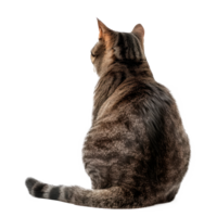 A rear view of a tabby cat sitting quietly. png