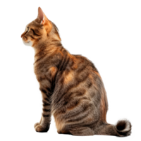 A side profile of a domestic tabby cat sitting elegantly on a transparent background png