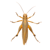 Detailed closeup of a yellow grasshopper isolated on a transparent background png