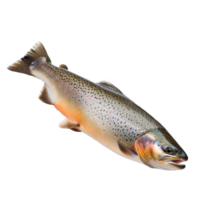 A realistic image of a colorful trout fish isolated on a transparent background png