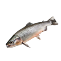 Fresh trout fish on a transparent background for culinary use png