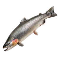 Fresh trout fish isolated on transparent background for culinary use png