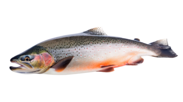Fresh rainbow trout fish isolated on a transparent background png