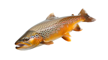 Realistic brown trout fish isolated on transparent background for culinary use png