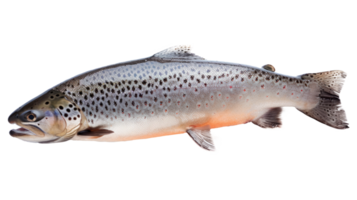 A detailed image of a brown trout fish swimming in clear water png