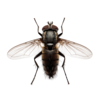 Detailed macro image of a fly isolated on a transparent background png