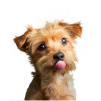 A cute small dog with playful expression and tongue out. png